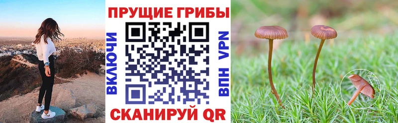 Псилоцибиновые грибы Psilocybine cubensis  сколько стоит  Ужур 